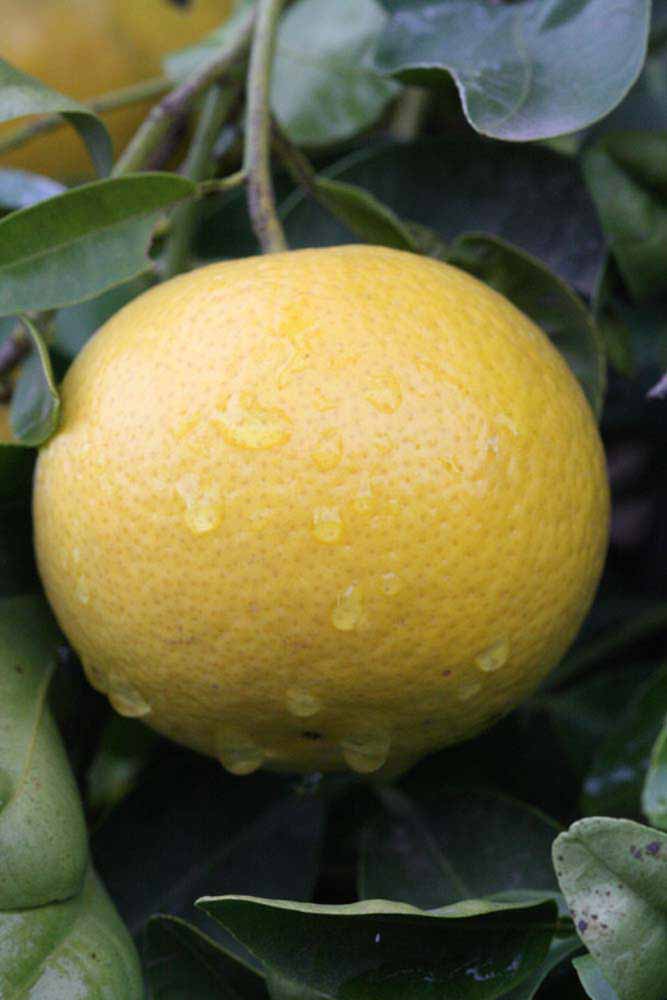            Fruit (Riverside, CA)   